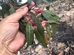 Eucalyptus dura