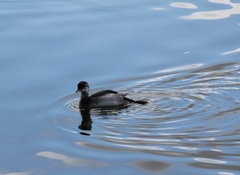 Podiceps auritus
