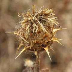 Centaurea centauroides