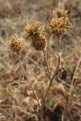 Centaurea centauroides