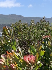 Protea compacta × susannae