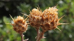 Centaurea centauroides