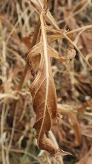 Centaurea centauroides
