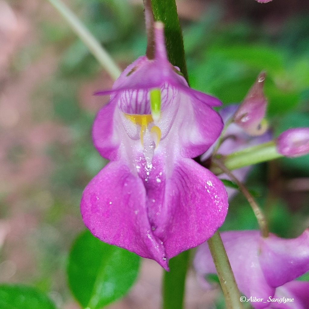 Impatiens khasiana (Impatiens khasiana)