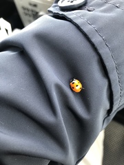 Coccinella septempunctata