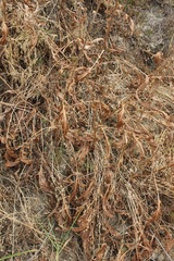 Centaurea centauroides