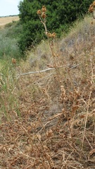 Centaurea centauroides