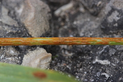 Puccinia graminis
