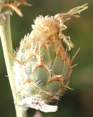 Centaurea centauroides