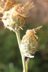 Centaurea centauroides