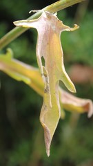Centaurea centauroides