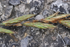 Puccinia graminis