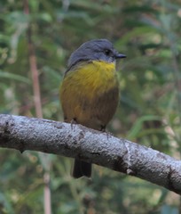 Eopsaltria australis australis