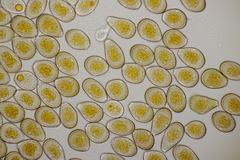 Puccinia graminis