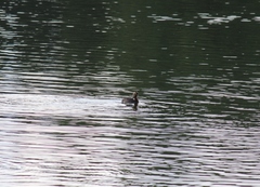Podiceps auritus