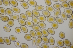 Puccinia graminis