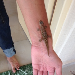 Hemidactylus brookii