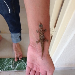 Hemidactylus brookii