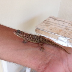 Hemidactylus brookii