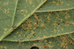 Phragmidium bulbosum