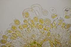 Phragmidium bulbosum