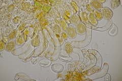 Phragmidium bulbosum