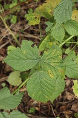 Phragmidium bulbosum