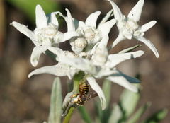 Anthidium oblongatum
