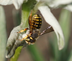 Anthidium oblongatum