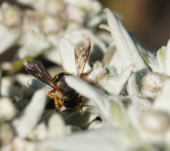 Anthidium oblongatum