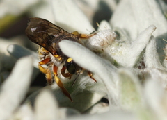 Anthidium oblongatum