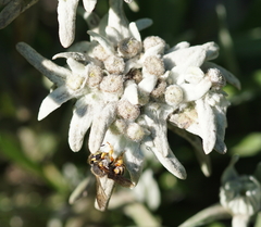 Anthidium oblongatum