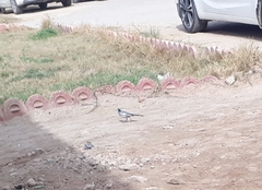 Motacilla alba