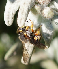 Anthidium oblongatum