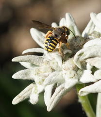 Anthidium oblongatum
