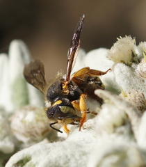 Anthidium oblongatum