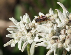 Anthidium oblongatum