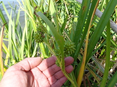 Sparganium erectum erectum