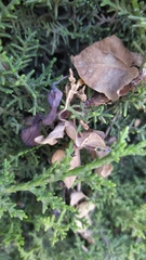 Aristolochia baetica