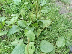 Plantago major