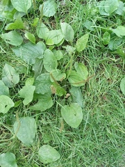 Plantago major