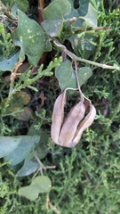 Aristolochia baetica