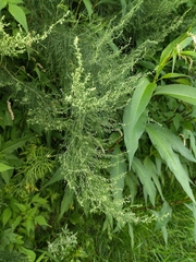 Artemisia abrotanum