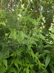 Artemisia abrotanum