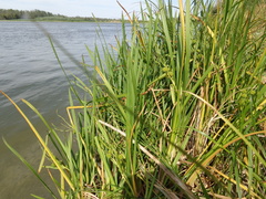 Sparganium erectum erectum