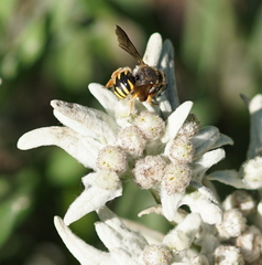 Anthidium oblongatum