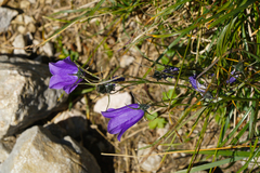 Campanula cochleariifolia