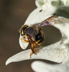 Anthidium oblongatum
