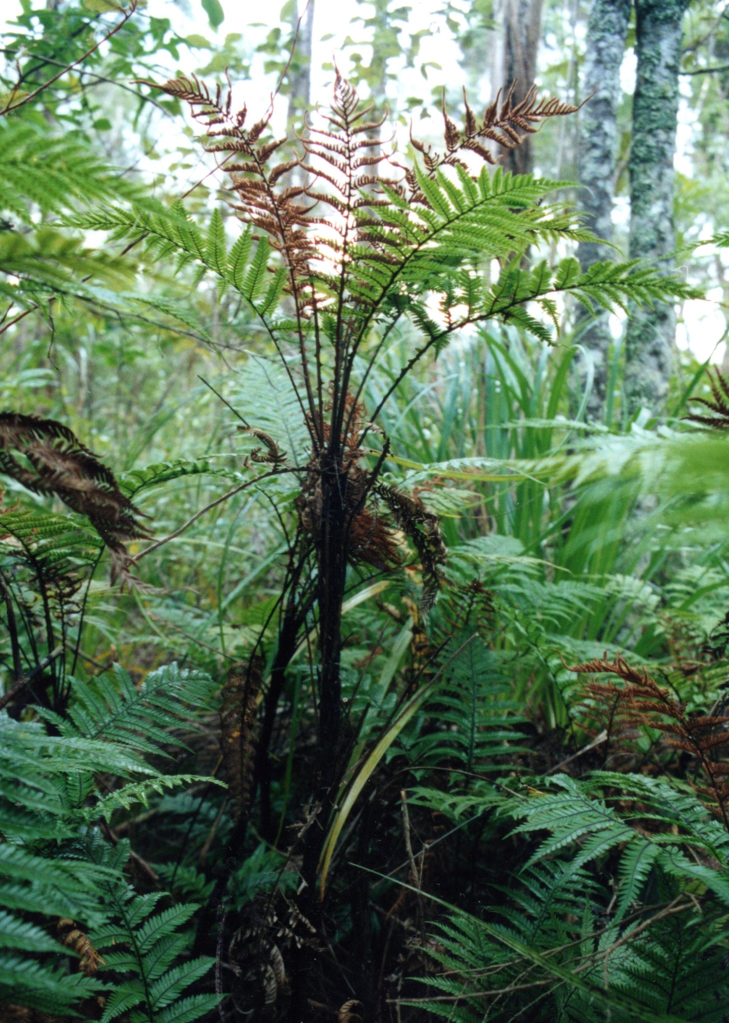 Diploblechnum