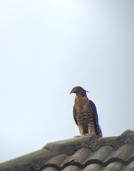 Pernis ptilorhynchus torquatus